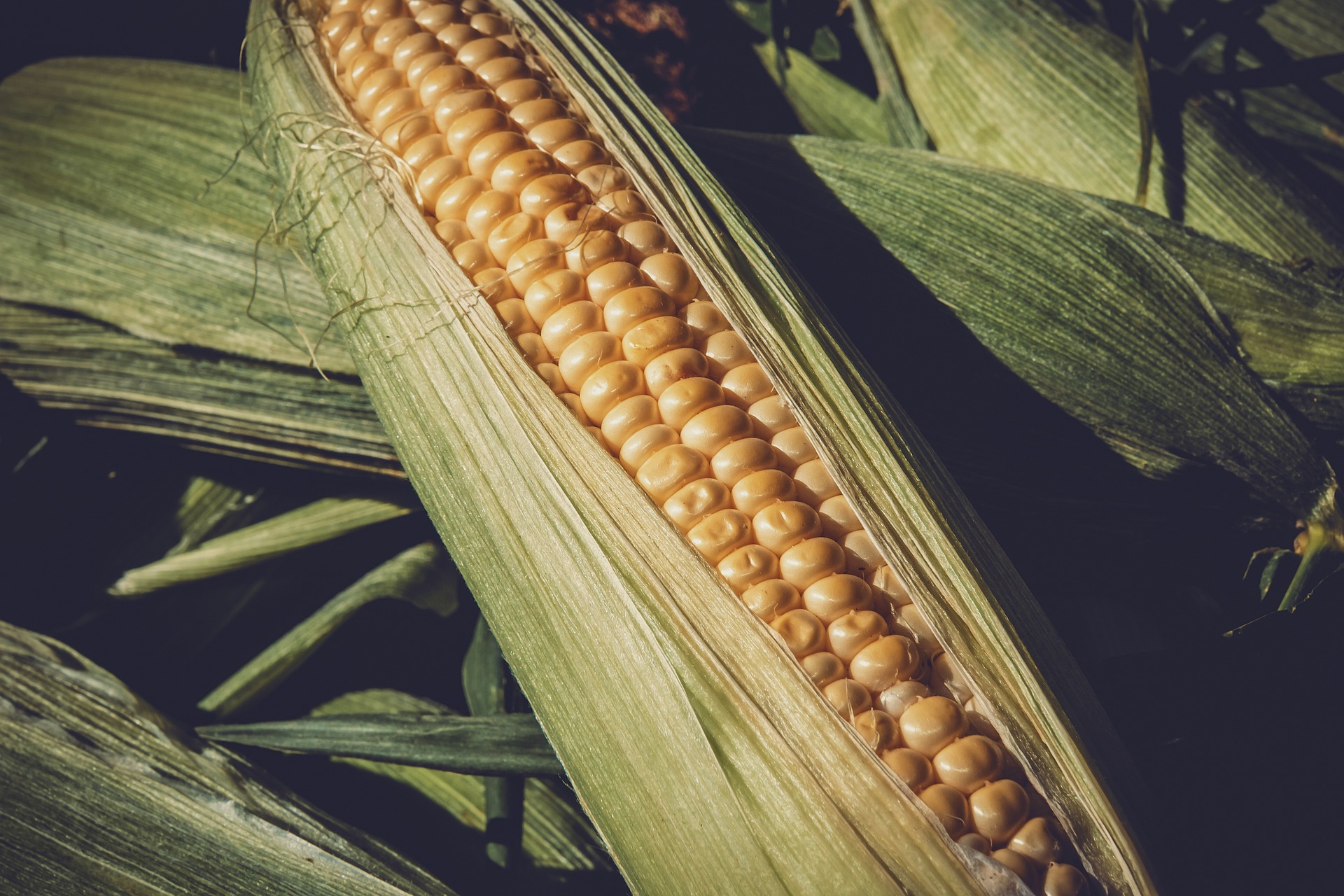 corn-g2e35cdd5d_1920.jpg